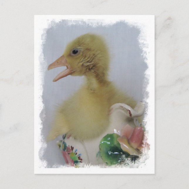 Gosling Postkarte (Vorderseite)