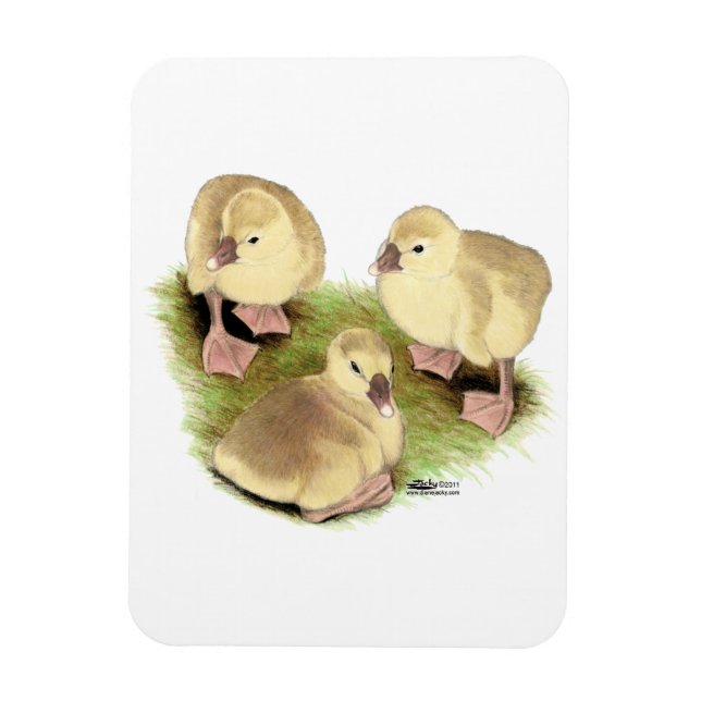 Goslings: Buff African Magnet (Vertikal)