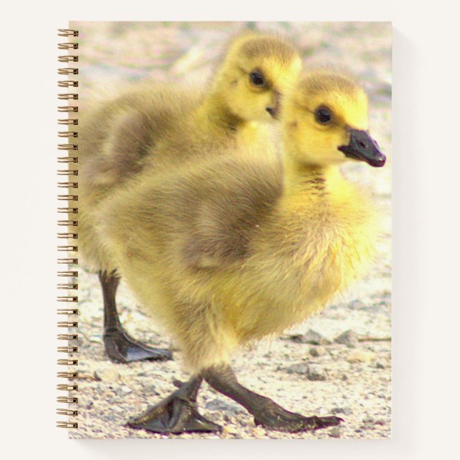 Goslings Foto Notebook Notizbuch (Vorderseite)