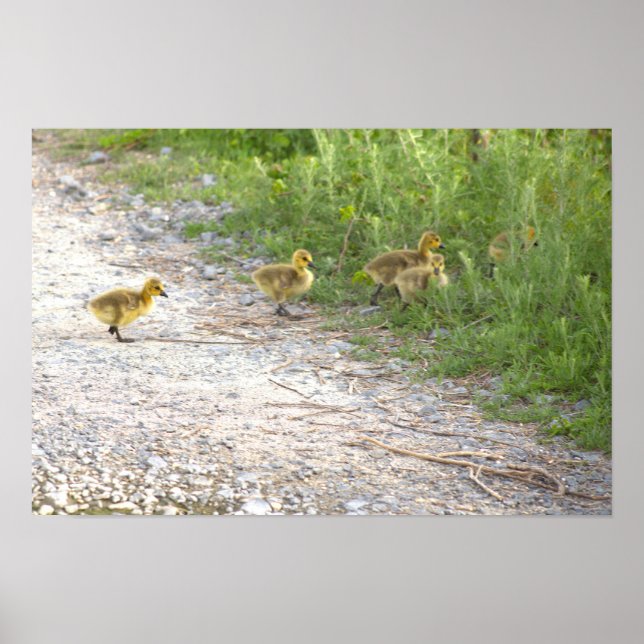 Goslings Foto Poster (Vorne)