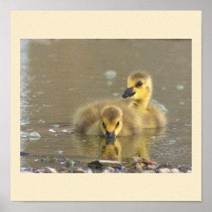 Goslings Foto Poster