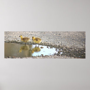 Goslings Foto Poster