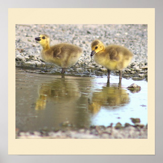 Goslings Foto Poster (Vorne)