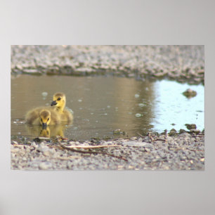 Goslings Foto Poster
