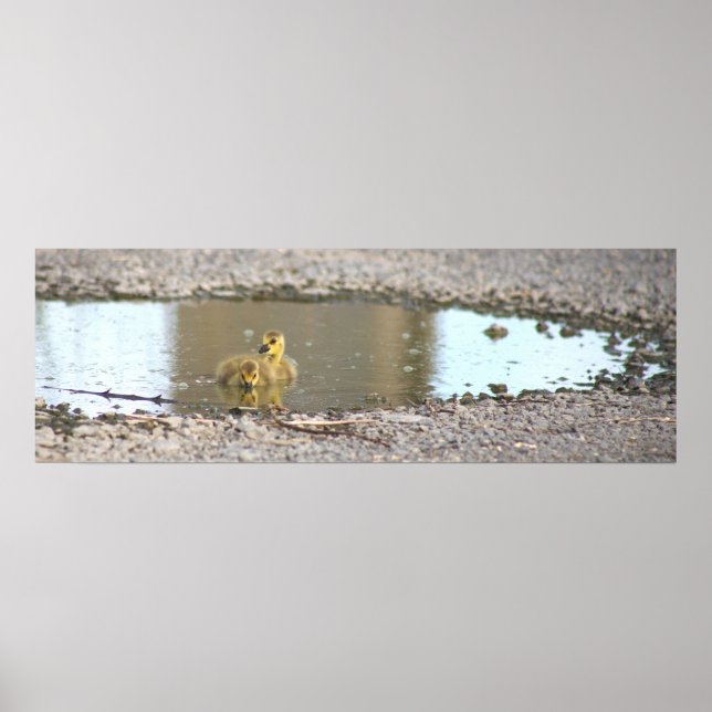 Goslings Foto Poster (Vorne)