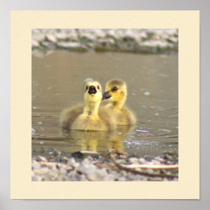 Goslings Foto Poster