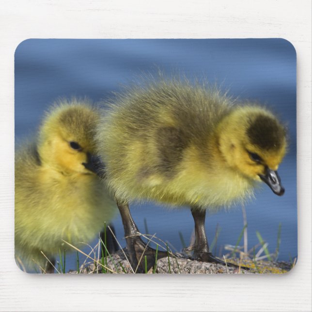 Goslings im Frühling Mousepad (Vorne)