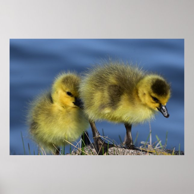 Goslings im Frühling Poster (Vorne)