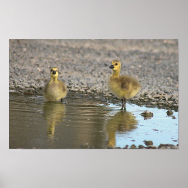 Goslings in Puddle Poster (Vorne)