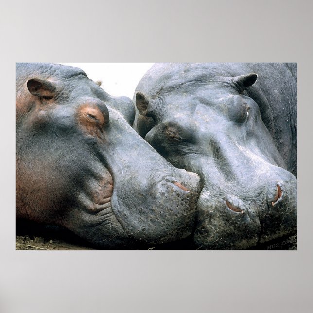 Gossip Hippopotamus Portrait Poster (Vorne)