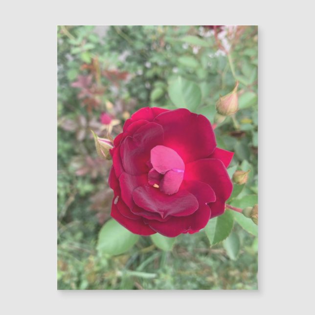 Gossiping Rose Magnet (Devant)