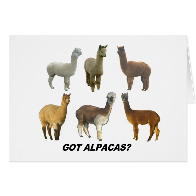 Got Apacas? (Vorderseite (Horizontal))