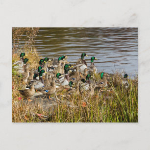 Got Enten? Postkarte