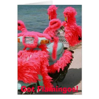 Got Flamingos! ,