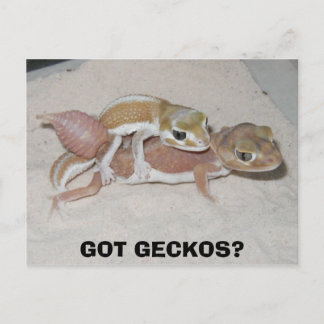 GOT GECKOS? POSTKARTE