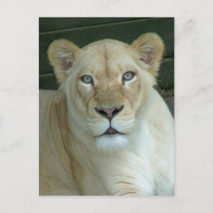 Got Maus? Postkarte