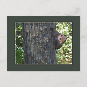 Got Nuts?? Postkarte