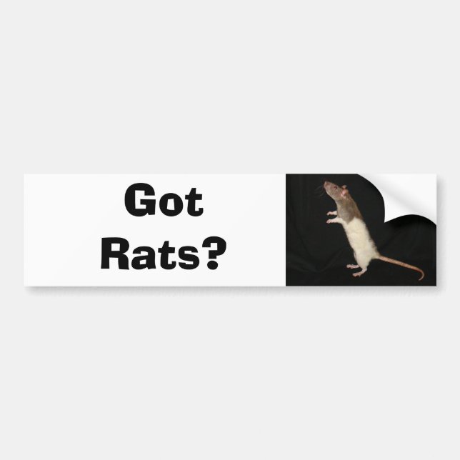 Got Ratten? , Got Ratten? Autoaufkleber (Vorne)