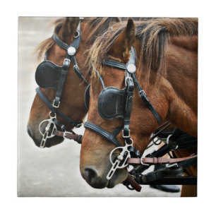 Gotland-Ponys Fliese