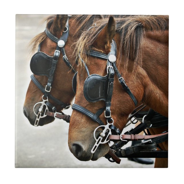 Gotland-Ponys Fliese (Vorderseite)