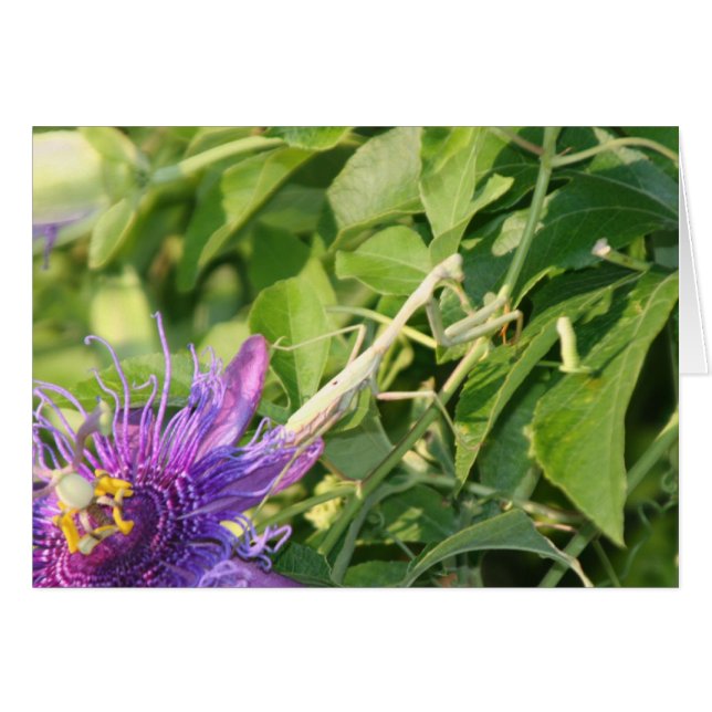 Gott ist ausführlich (Vorderseite (Horizontal))