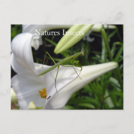 Gottesanbeterin auf Blüte Postkarte