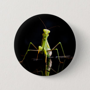 Gottesanbeterin Button