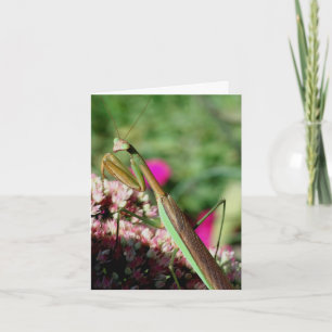 Gottesanbeterin Naturfotografie Notiz Karte