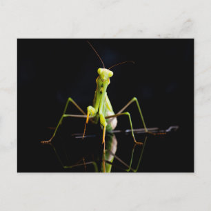Gottesanbeterin Postkarte