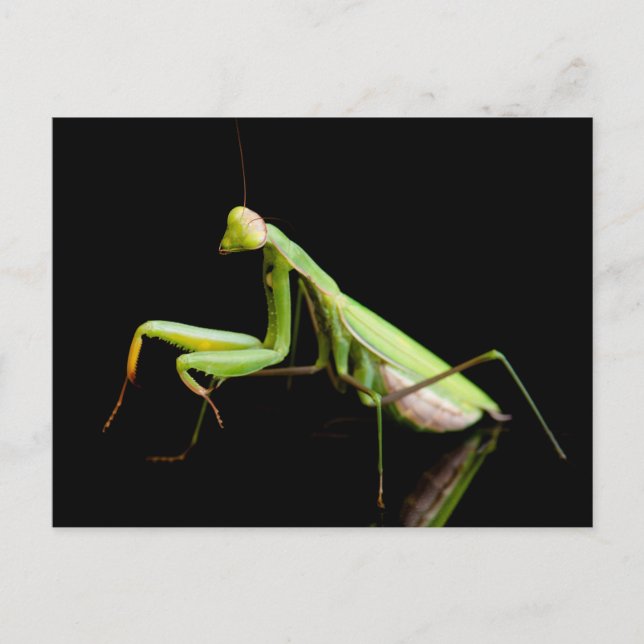 Gottesanbeterin Postkarte (Vorderseite)