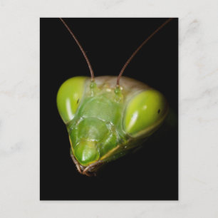 Gottesanbeterin Postkarte
