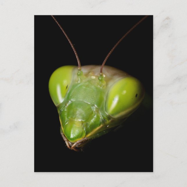 Gottesanbeterin Postkarte (Vorderseite)