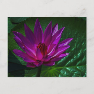 Göttliche Anmut-Postkarte Postkarte