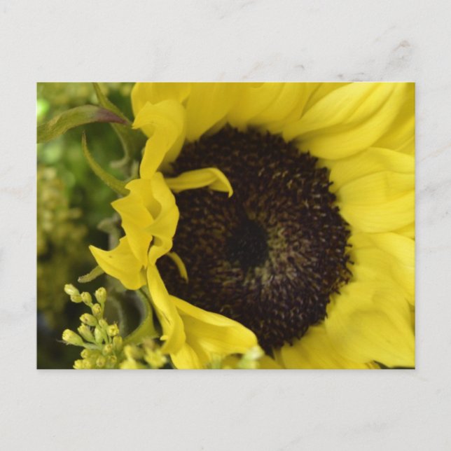 Göttliche Postkarte (Vorderseite)
