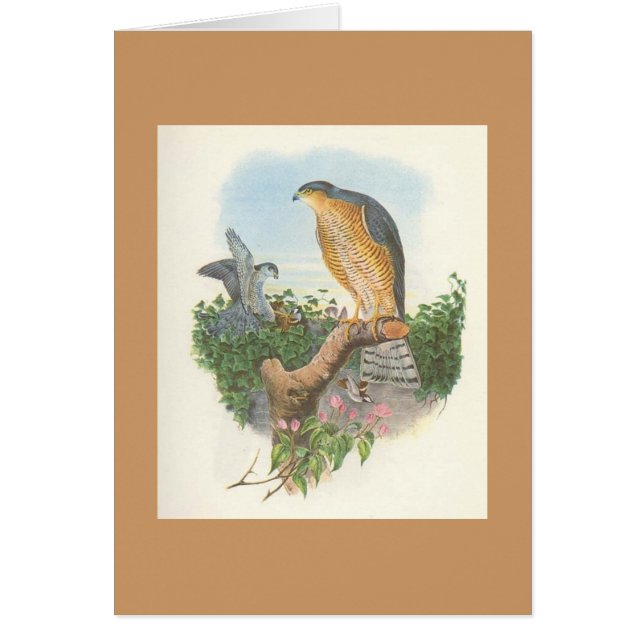Gould - Accipiter nisus Sparrowhawk (Vorne)