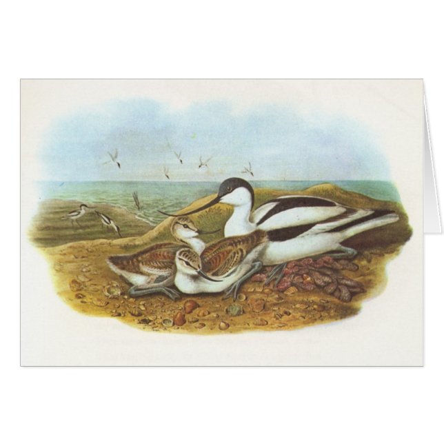 Gould - Avocet - Recurvirostra avosetta (Vorderseite (Horizontal))