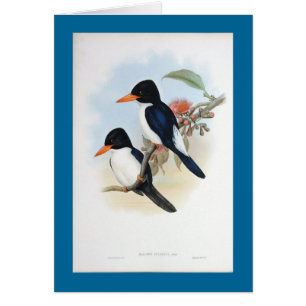 Gould - blauer und weißer Eisvogel