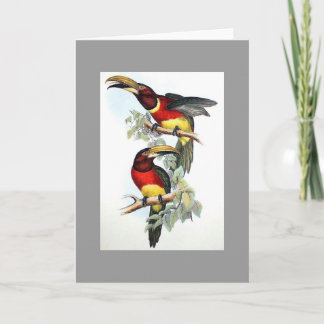 Gould - carte Double-Colletée de toucan d'Aracari