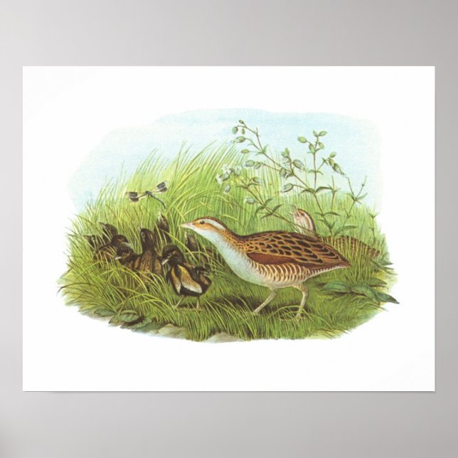 Gould - Corncrake - Crex crex Poster (Vorne)