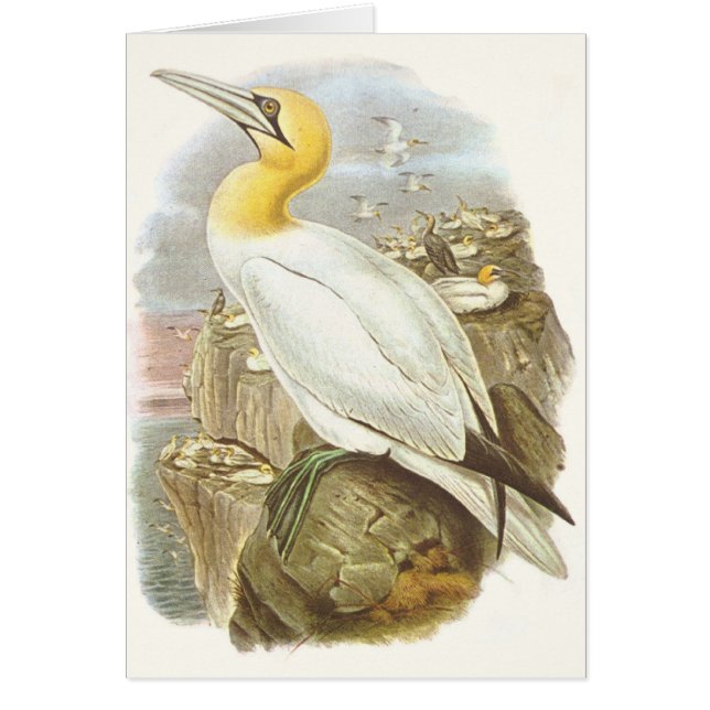 Gould - Gannet - Sula bassana (Vorne)