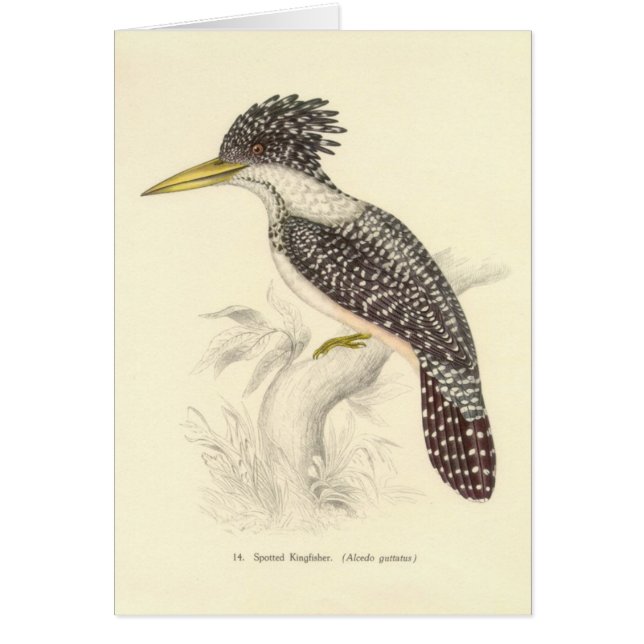 Gould - gepunktete Eisvogel-Karte (Vorne)