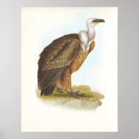 Gould - Griffon Vulture - Zigeunen fulvus