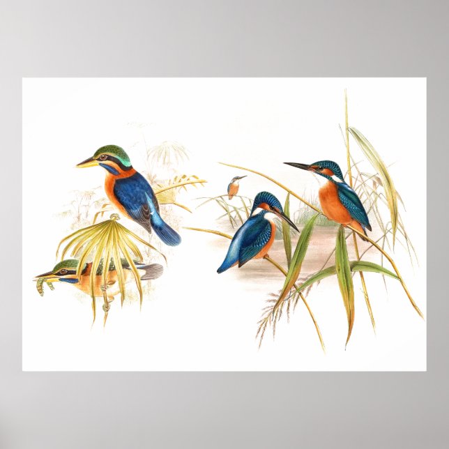Gould Kingfisher Birds Poster (Vorne)