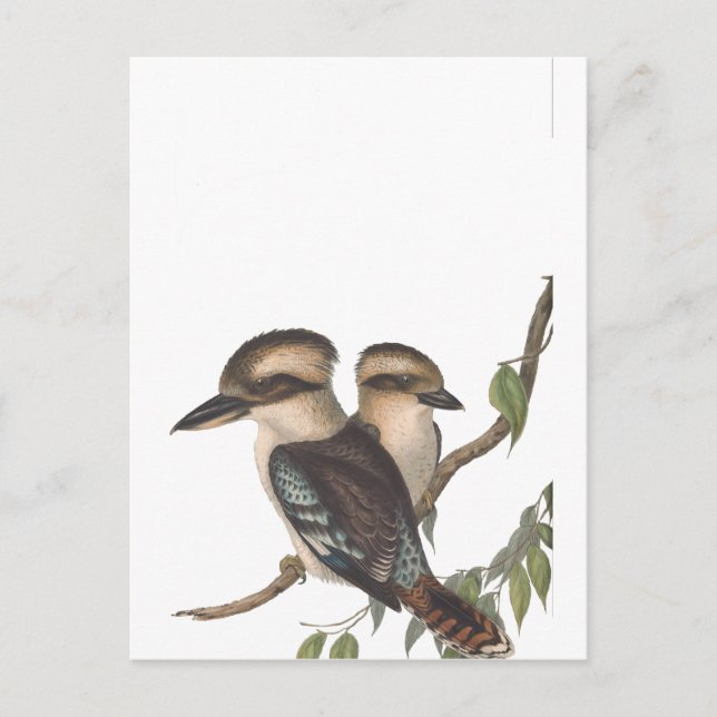 Gould Kookaburra Australiana Ankündigungspostkarte (Vorderseite)