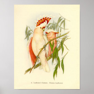Gould - Leadbetters Cockatoo-Portfolio Poster