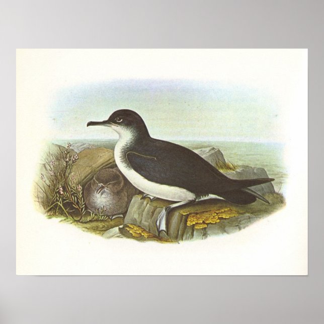 Gould - Manx Sherwater - Procellaria puffinus Poster (Vorne)