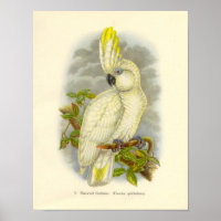 Gould - Poster de portefeuille de Cockatoo à oeil