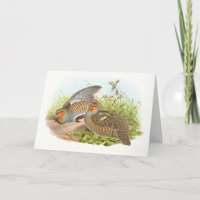 Gould - Rebhuhn - Perdix Perdix Karte (Vorderseite)