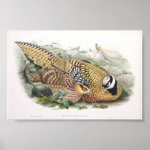 Gould - Reeve Fasan-Portfolio Poster