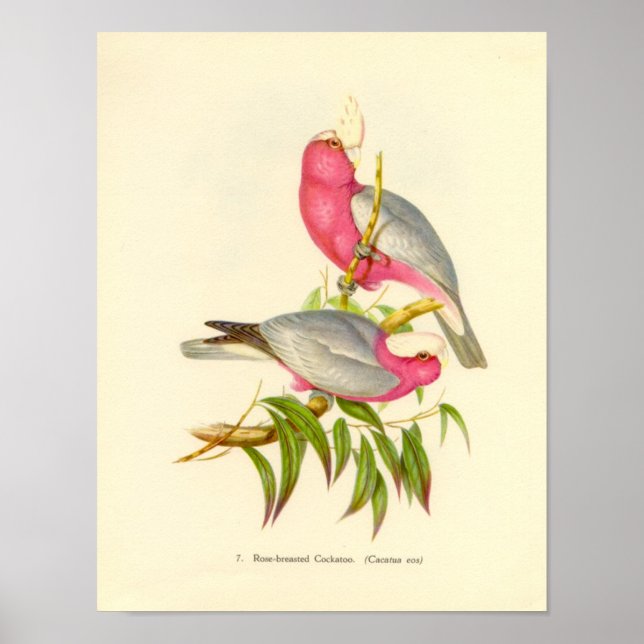 Gould - Rose Breasted Cockatoo Portfolio Poster (Vorne)